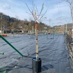 Mandľovník (Prunus dulcis) ´FILIPPO CEO´ – výška 130–160 cm, obvod kmeňa 4/6 cm, kont. C10L